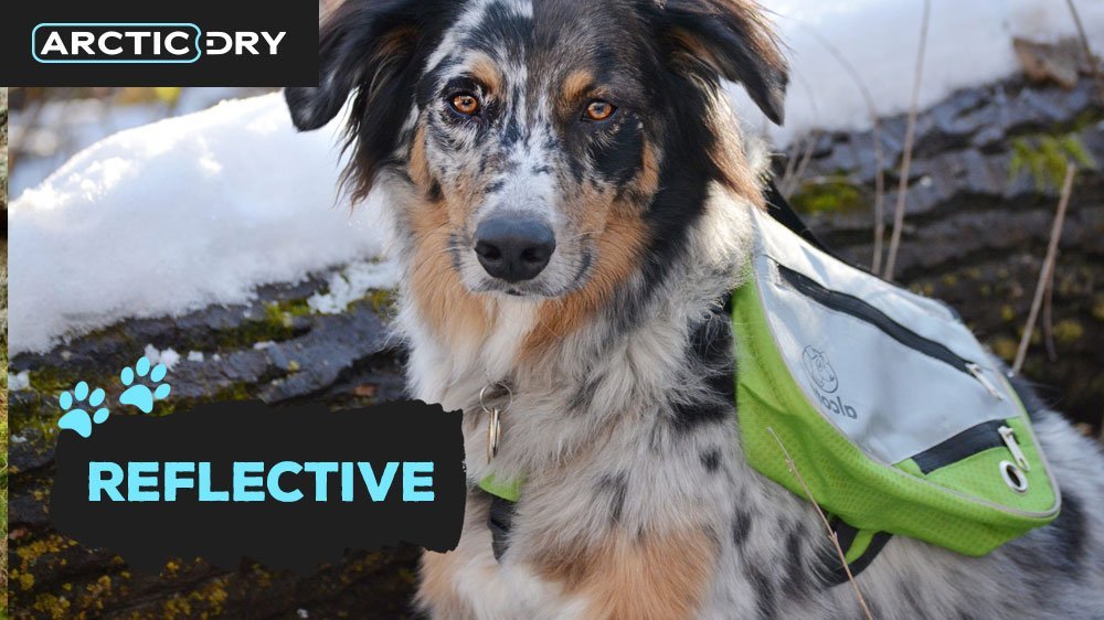 best-hiking-backpacks-for-dogs-reflective